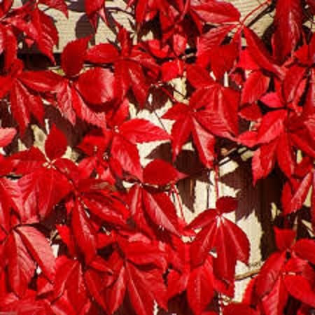 Semi di piante di edera rossa Boston 50 pezzi freschi