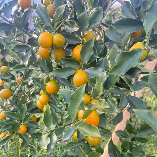50 pcs kumquat baum samen, obst frisch pflanztopf winterharte stauden mehrjährig nachhaltige geschenke für frauen obstsamen zimmerpflanzen wenig lichtbedarf gewächshaus balkon ingarden