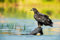 Acryl-Bild 50 x 30 cm: Junger Seeadler sitzt auf einem Ast im Wasser (170163310)