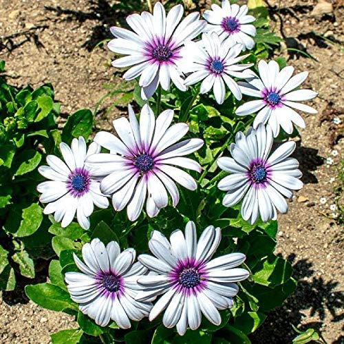Genipap 25 Rosa und Rot Zwerg Dahlie Samen