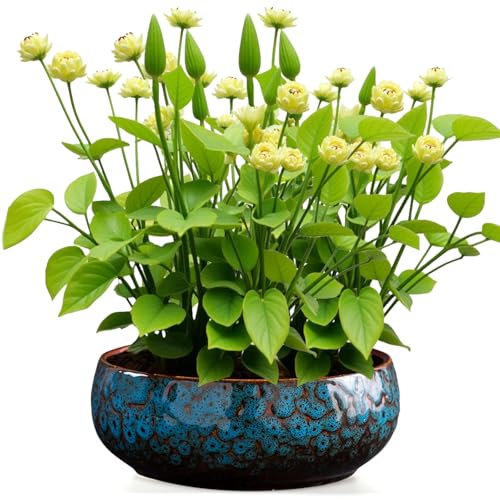 Maceta de loto, cuenco de cerámica para flores de loto, cuencos de loto para plantar en agua en interiores, macetas de cerámica, a prueba de fugas, estética única esmaltada para semillas de flor de