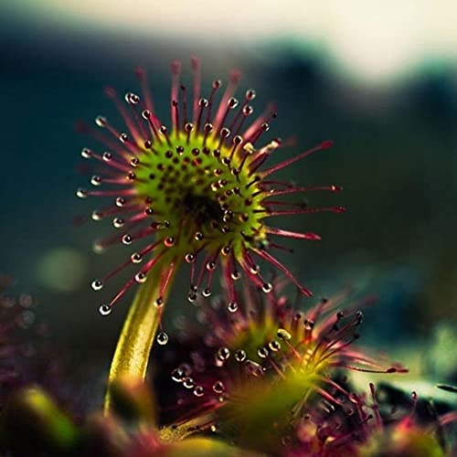Saterkali Belaubte Sonnentau-Drosera-Samen, 50 Stück belaubte Sonnentau-Drosera-Samen, einfach zu züchten, Pflanze, Garten, Balkon, Hinterhof-Dekor Drosera-Samen