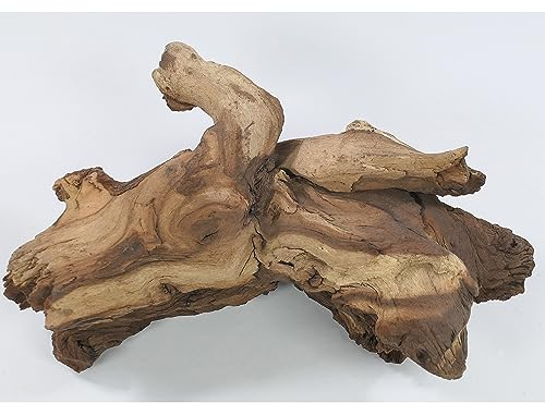 Mopani Wurzel Größe S // Wurzel aus Echtholz Dekoration für Aquarien Garnelen Zierfische Hard Scape 10 cm - 20 cm (Mangrove Savanna)