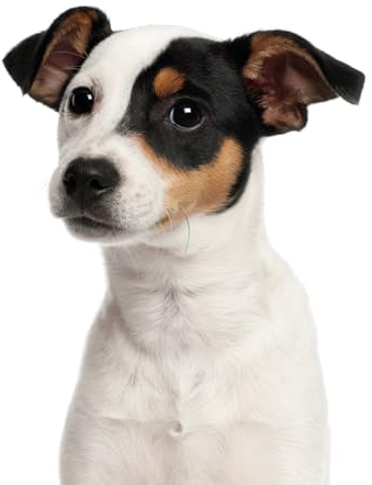 Fensterbild Jack Russell Terrier I beidseitig bedruckt I 24,6 x 18,6 cm I wiederverwendbar I statisch haftend I dv1322