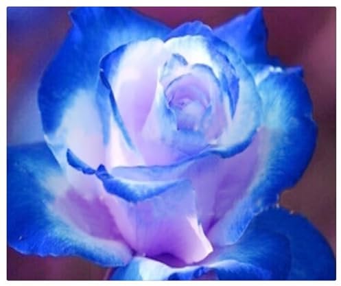 Rosen Pflanzen Winterhart,Rosen-Rhizom,Rosenzwiebel, Winterhartes Pflanzen, Duft repräsentiert, Zierblumen -5 Winterhart zwiebeln-G