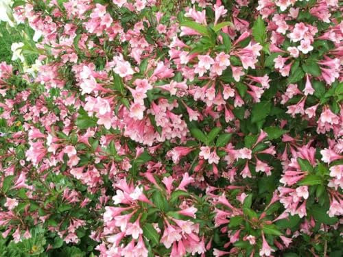 Liebliche Weigelie Weigela florida Pflanze 5-10cm Rosa Weigelie Rarität