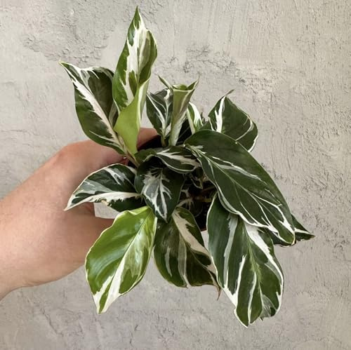 Calathea White Fusion baby