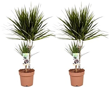 Plant in a Box - Dracaena Marginata - Drachenbaum - Zimmerpflanzen - 2er Set - Topf 17cm - Höhe 70-80cm