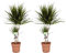 Plant in a Box - Dracaena Marginata - Drachenbaum - Zimmerpflanzen - 2er Set - Topf 17cm - Höhe 70-80cm