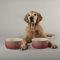 Scruffs Ombre 2pc Ceramic Dog Bowl Set - Pink 19cm