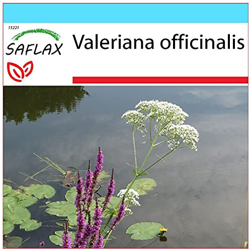 SAFLAX - Geschenk Set - Heilpflanzen - Baldrian - 200 Samen - Mit Geschenk- / Versandbox, Versandaufkleber, Geschenkkarte und Anzuchtsubstrat - Valeriana officinalis