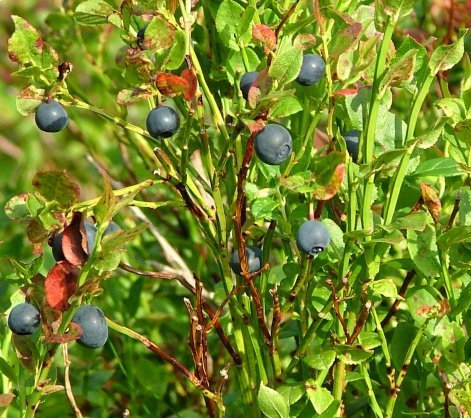 Schwarzbeere Wild-Heidelbeere 30+ Samen Absolut