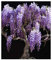 Bolusanthus speciosus - Afrikanischer Blauregen - Blauregenbaum - 10 Samen