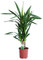 Dominik Blumen und Pflanzen, Yucca - Palme, Palm - Lilie, Yucca elephantipes, 2 - stämmig, 2 - 3 Liter Topf, ca. 60 cm hoch, 1 Zimmerpflanze, Kübelpflanze