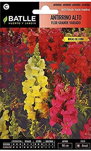 Semillas Batlle Antirrino ALTO flor grande Vdo.