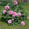 5 Samen - Baum-Pfingstrose-Samen, Paeonia suffruticosa, Rosa, Baum, Shub