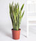 Exotenherz - Sansevieria laurentii - Bogenhanf - kompakt mit kräftigen Farben 80cm