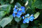 Bauernhortensie Blaumeise 40-60cm - Hydrangea macrophylla