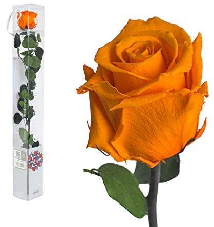 Echte Rose konserviert 50 cm preserved, ewige Rose gefriergetrocknet mit Stiel und Blättern - lange haltbare Schnittblumen in Geschenkbox, beste Deko
