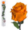 Echte Rose konserviert 50 cm preserved, ewige Rose gefriergetrocknet mit Stiel und Blättern - lange haltbare Schnittblumen in Geschenkbox, beste Deko