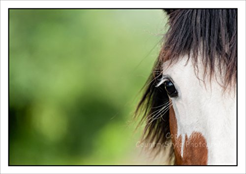 Pony Horse Greeting Card Notelets - 5 Individually cellophane Wrapped A6 Cards with envelopes