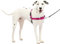 PetSafe Easy Walk Hundegeschirr.