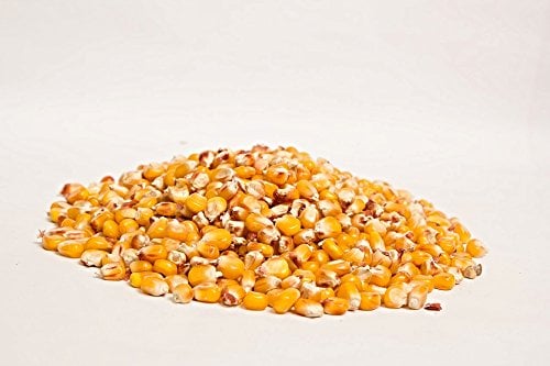 Mais Futtermais Körnermais 20KG getrocknet
