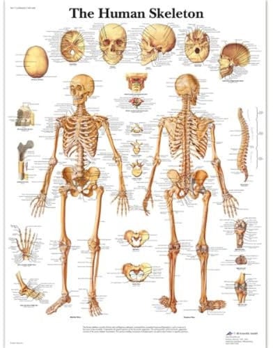 3B Scientific 1001468 Lehrtafel: Das menschliche Skelett, laminiert, in Englisch