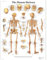 3B Scientific 1001468 Lehrtafel: Das menschliche Skelett, laminiert, in Englisch