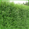 Ovalblättriger Liguster -Ligustrum Ovalifolium- Hecken-Pflanze immer-grün Containerware 40-60cm - Ligusterhecke von Garten Schlüter (Containerware, 40 bis 60 cm Pflanze)