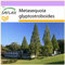 SAFLAX - Urwelt - Mammutbaum - 60 Samen - Metasequoia glyptostroboides