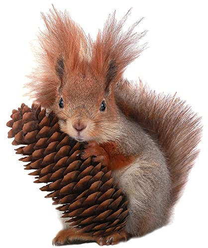 GRAZDesign Wandtattoo Eichhörnchen Eiche, Wandsticker Kinderzimmer Wohnzimmer (37x30cm)