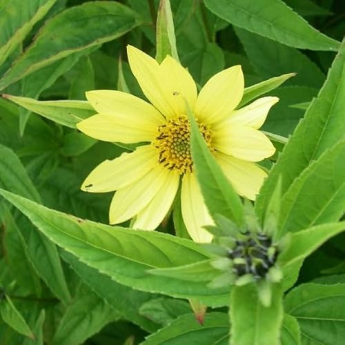6x Stauden-Sonnenblume 'Lemon Queen' - Helianthus 'Lemon Queen' - Topf 9x9cm - Hohe Blütenstaude