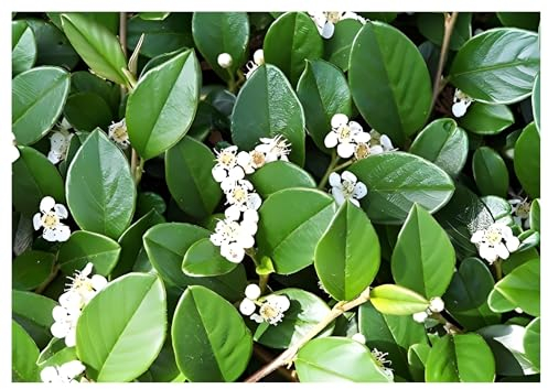Stauden Gänge 1 x Cotoneaster dammeri 'Radicans' (Immergrün/Stauden/Staude/Mehrjährig/Gehölz/Bodendecker) Zwergmispel - Winterhart und Wintergrün - schnellwachsend - Bienenfreundlich