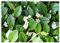 1 x Cotoneaster dammeri 'Radicans' (Immergrün/Stauden/Staude/Mehrjährig/Gehölz/Bodendecker) Zwergmispel - Winterhart und Wintergrün - schnellwachsend - Bienenfreundlich - von Stauden Gänge