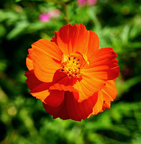 Schmuckkörbchen Brightness Mix - Cosmos sulphureus - Kosmee - Blume - 100 Samen