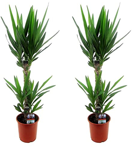 Plant in a Box - Yucca Éléphantipes - Set de 2 - Plante d'intérieur - Pot 17cm - Hauteur 70-80cm