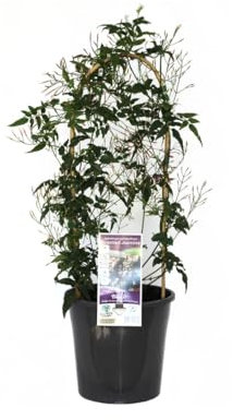 Jazmín Chino: Planta de Exterior Natural Aromática y Trepadora