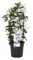 Jazmín Chino: Planta de Exterior Natural Aromática y Trepadora