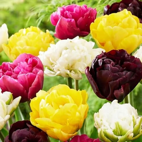 Tulpen zwiebeln,winterharte,tulpenzwiebeln winterhart mehrjährig bunt,pfingstrosen tulpenzwiebeln,tulpen zwiebeln mehrjährig,tulpenzwiebeln winterhart,tulpen,staude toP SORTE.-25zwiebeln-I