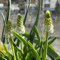 hyazinthen zwiebeln winterhart mehrjährig, blumenzwiebel, balkonpflanzen blumenzwiebeln mehrjährig winterhart blumen zwiebeln, minigarten blumenzwiebeln frühblüher frühlingsblüher 3pcs