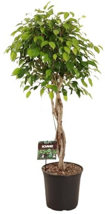 Ficus Benjamina Exotica - 110-120cm - Ø27cm - Pianta d'appartamento - Sempreverde