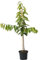 Kirschbaum Dönissens Gelbe Knorpelkirsche Buschbaum 110-140 cm 10 Liter Topf Unterlage F12/I