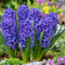 Plant in a Box - Hyacinthus Blue Trophy - 25x Winterharte Blumenzwiebeln Hyazinthen - Frühblühende Zwiebeln für den Garten