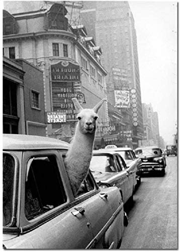 HONGC Vintage Lama Poster Schwarz Weiß Alpaka im Taxi Leinwand Kunstdruck Wandmalerei Dekoration Bild Modernes Wohnzimmer Dekor 30x40cm/11.8”x15.7” Kein Rahmen
