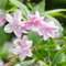 Jasminum stephanense - Stephan Jasmine | Laubabwerfender Topfgarten Kletterstrauch