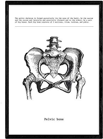 Nacnic Anatomie Poster. Vintage Stil Wanddekoration Abbildung von Becken, Muskeln und Knochen. Verschiedene menschliche Körper, Biologie und Medizin Bilder ohne Rahmen. Größe A4.