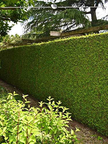 Lebensbaum Thuja plicata Martin 140-160 cm. 60 Thuja Pflanzen. Thuja Konifere