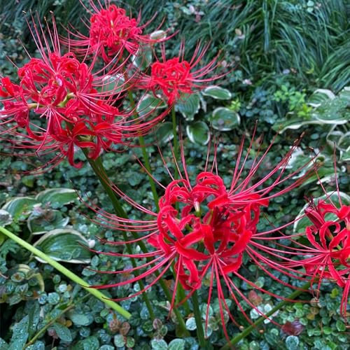 3 piezas Bulbos de lirio araña (Lycoris radiata) Flores de jardín flores bonsai, bulbos de flores resistentes Comprar bulbos de flores de sangre Pequeños regalos plantas, bulbos de