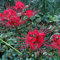 3 piezas Bulbos de lirio araña (Lycoris radiata) Flores de jardín flores bonsai, bulbos de flores resistentes Comprar bulbos de flores de sangre Pequeños regalos plantas, bulbos de